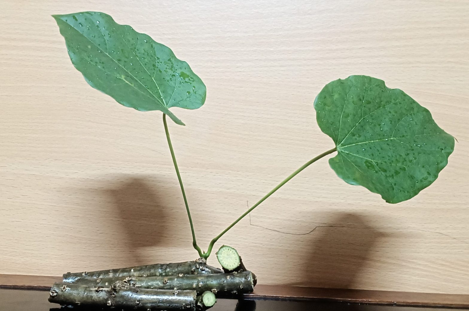 health benefits of Giloy