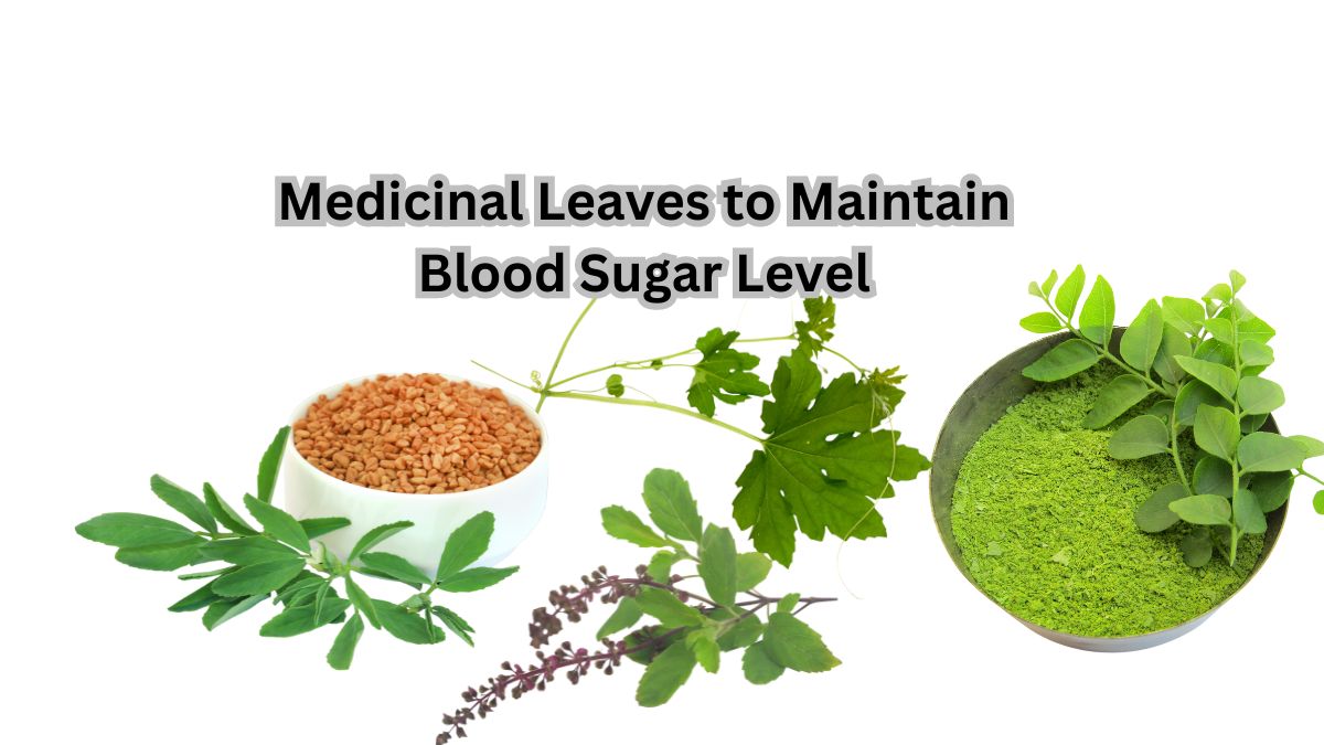 7 Medicinal Leaves to Maintain Blood Sugar Level 1 Medicinal Leaves to Maintain Blood Sugar Level